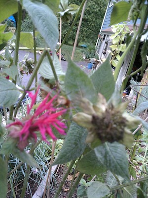 Our garden (08-03-2011 17:15)