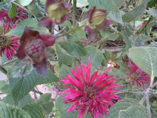 Our garden (08-03-2011 17:16)