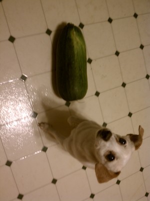 Emily and the giant squash (08-09-2011 19:58)