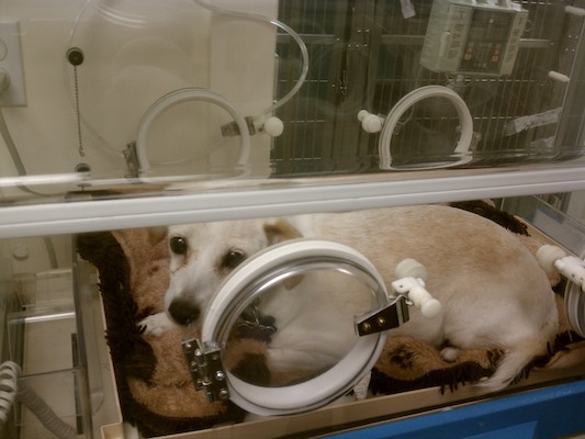 Emily in an oxygen tent (08-30-2011 09:42)