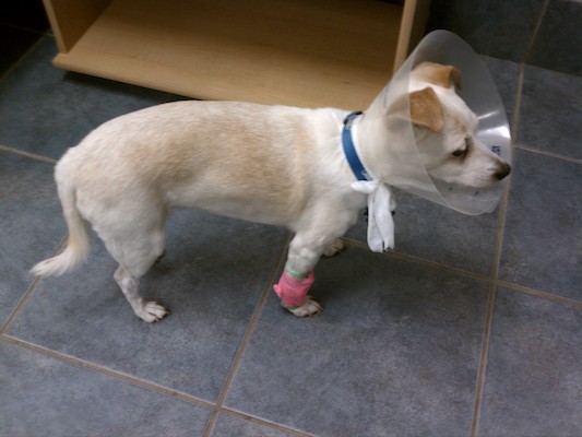 Emily in a cone (08-31-2011 16:31)