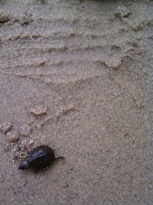 Tiny turtle (09-05-2011 15:54)