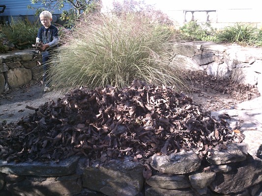 Cole making a leaf pile (10-23-2011 10:35)