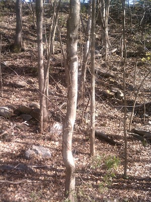 ? (11-07-2011 12:24)