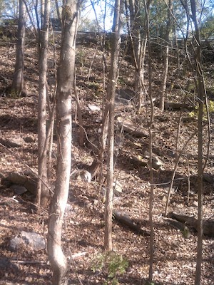 ? (11-07-2011 12:24)