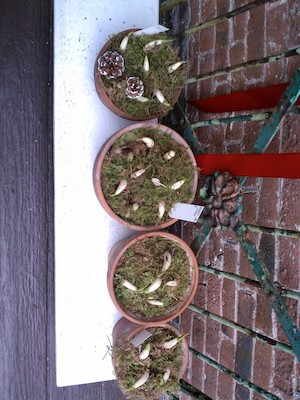 Bulb ideas (12-14-2011 11:34)