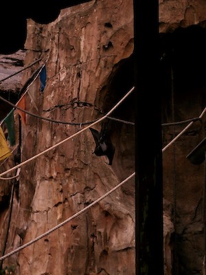 Fruit bats (02-27-2012 10:09)