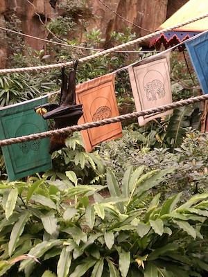 Fruit bats (02-27-2012 10:09)