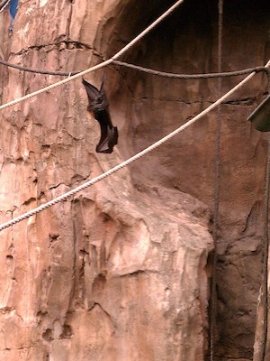 Fruit bats (02-27-2012 10:10)