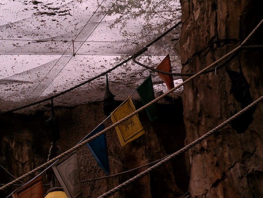 Fruit bats (02-27-2012 10:10)