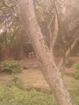 Zebu bottoms (02-27-2012 12:48)