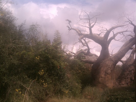 Big birds (02-27-2012 12:53)