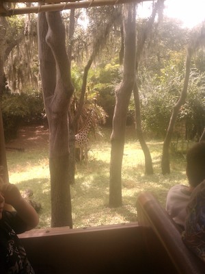 Giraffe (02-27-2012 12:54)