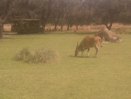 Big cattle (02-27-2012 12:55)