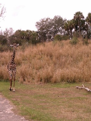 Giraffe (02-27-2012 12:56)