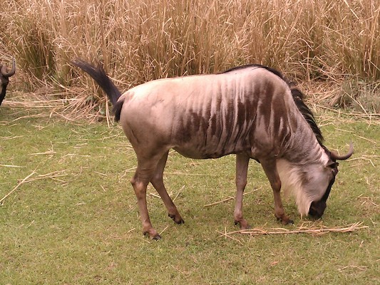 Wildebeest (02-27-2012 12:56)