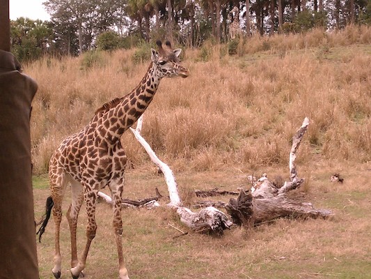Giraffe (02-27-2012 12:56)