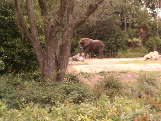 Elephant (02-27-2012 12:59)