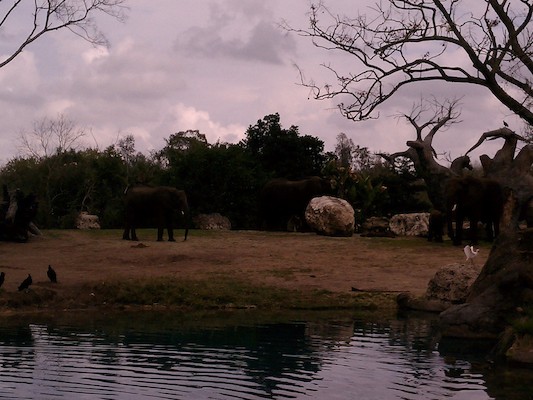 Elephant (02-27-2012 13:02)