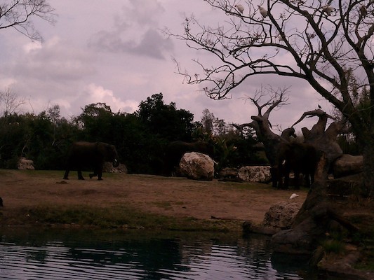 Elephant (02-27-2012 13:02)