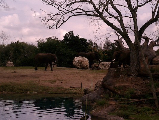 Elephant (02-27-2012 13:02)