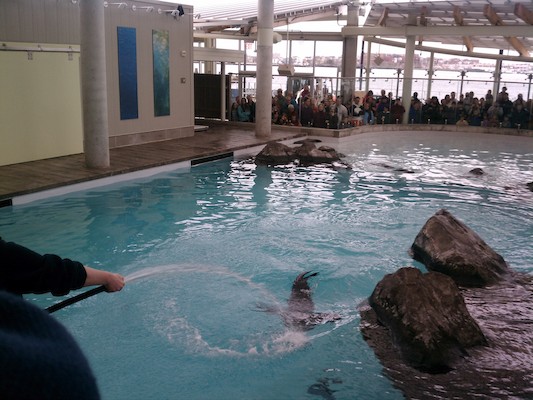 Seals (03-25-2012 12:43)