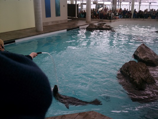 Seals (03-25-2012 12:43)