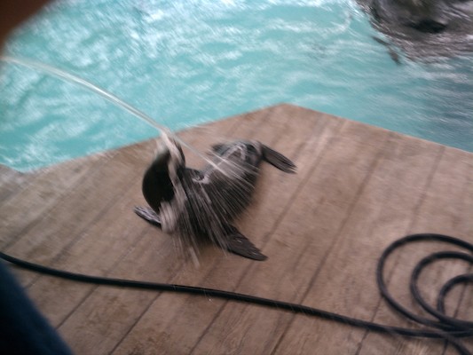 Seals (03-25-2012 12:44)