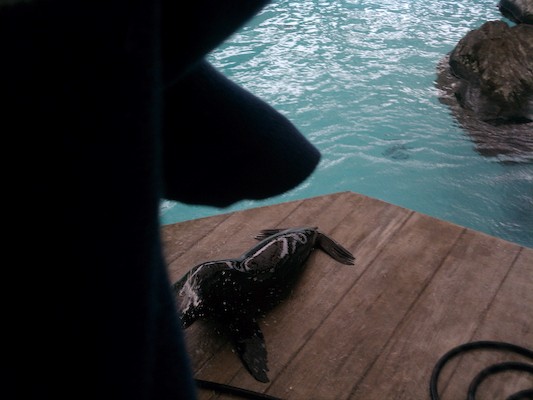 Seals (03-25-2012 12:44)