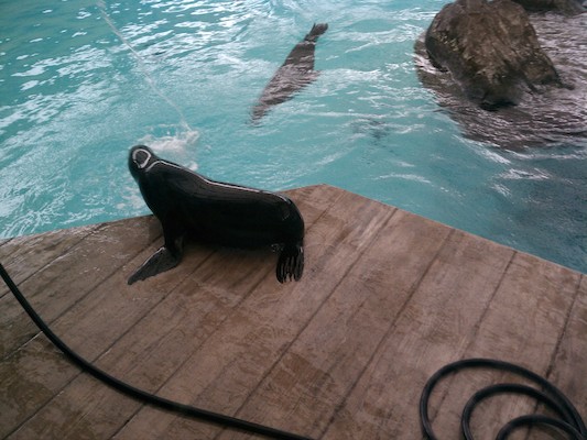 Seals (03-25-2012 12:44)