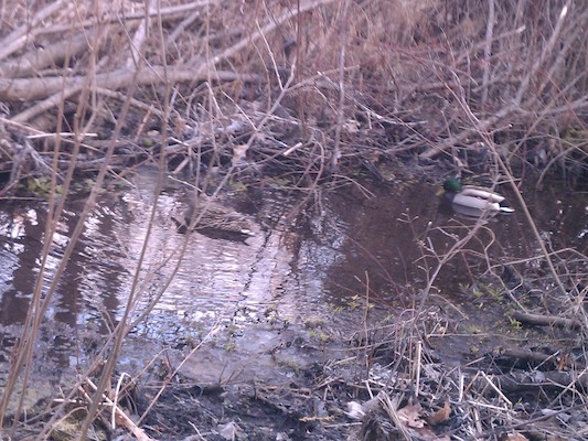 Visiting duck family (04-01-2012 07:16)
