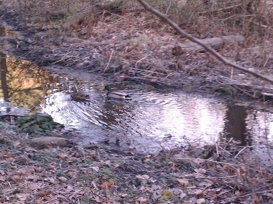 Visiting duck family (04-01-2012 07:18)