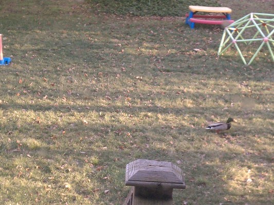 Visiting duck family (04-01-2012 07:32)