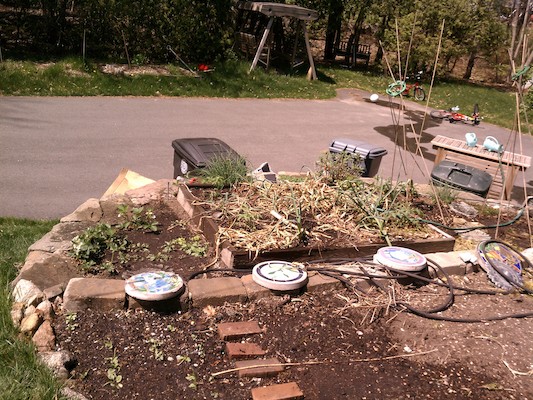 Garlic in the garden (04-21-2012 13:08)