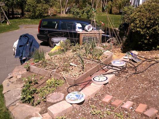 Garlic in the garden (04-28-2012 11:59)