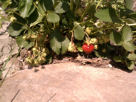 Strawberries in our garden (05-20-2012 13:40)