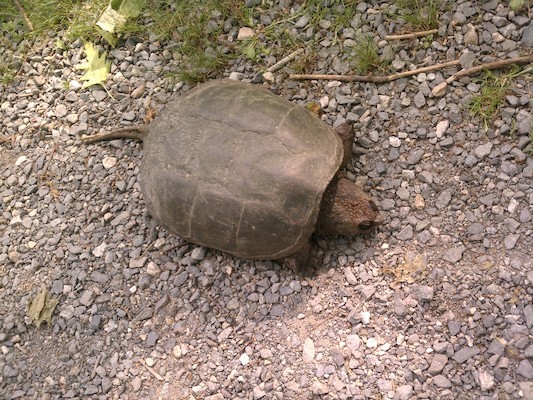 Giant turtle on the bike path by Fawn Lake (05-28-2012 09:05)
