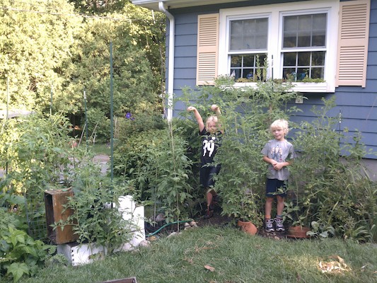 Tomato plants with Tim and Cole for scale (08-04-2012 08:30)