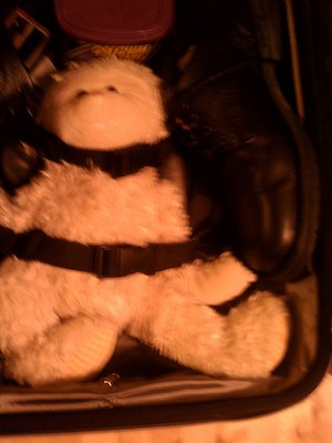 Lambie ready to travel (08-23-2012 06:08)
