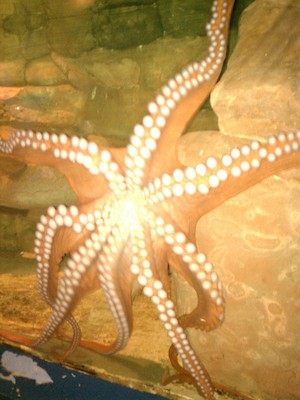 IMG_20120826_115243 (08-26-2012 11:52)