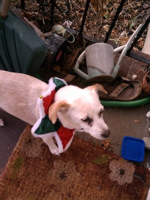 IMG_20121224_151509 (12-24-2012 15:15)