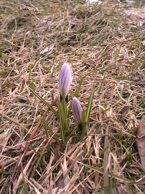 IMG_20130325_154831 (03-25-2013 15:48)