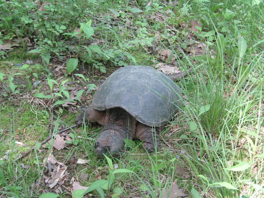 IMG_0130 (05-28-2012 09:11)