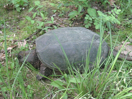 IMG_0131 (05-28-2012 09:12)