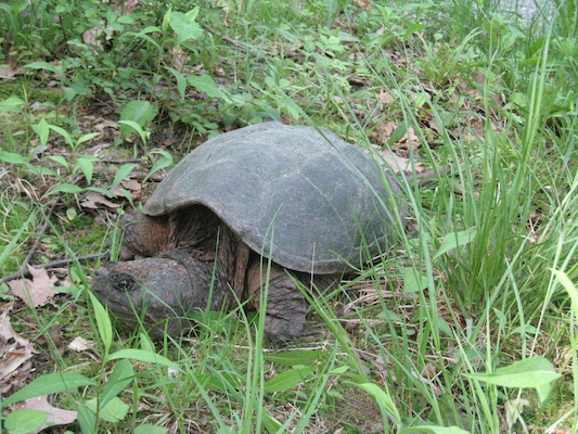 IMG_0132 (05-28-2012 09:12)