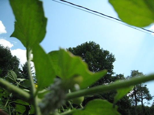 IMG_0156 (08-09-2012 14:07)