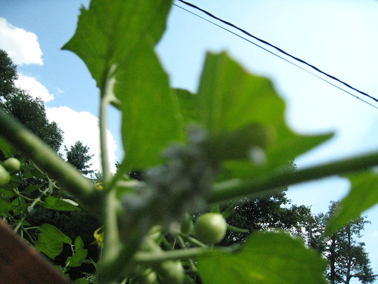 IMG_0157 (08-09-2012 14:07)