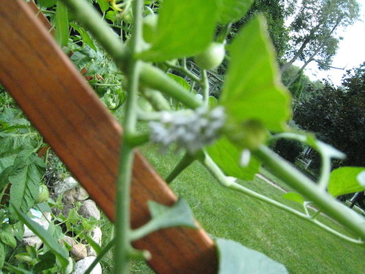 IMG_0158 (08-09-2012 14:07)