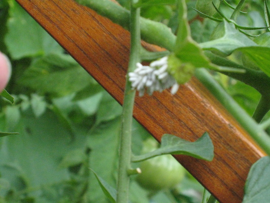 IMG_0159 (08-09-2012 16:49)