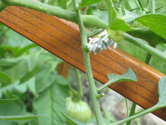 IMG_0160 (08-09-2012 16:49)